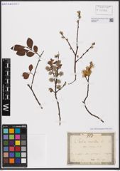Foto von Salix aurita L.